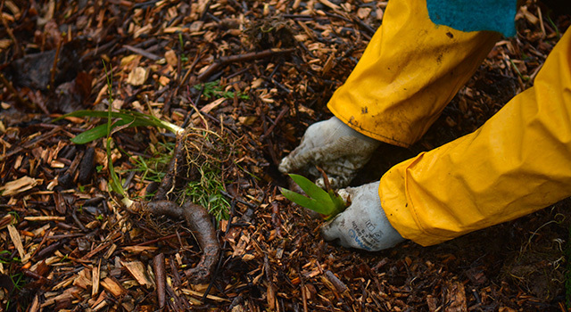 19 et 20 mars : 1ère édition des 48h de l'agriculture urbaine