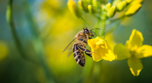Une pétition pour sensibiliser l’Europe au problème des pesticides tueurs d’abeilles
