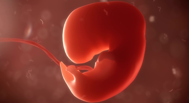 La grossesse - semaine 5