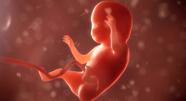 La grossesse - semaine 6