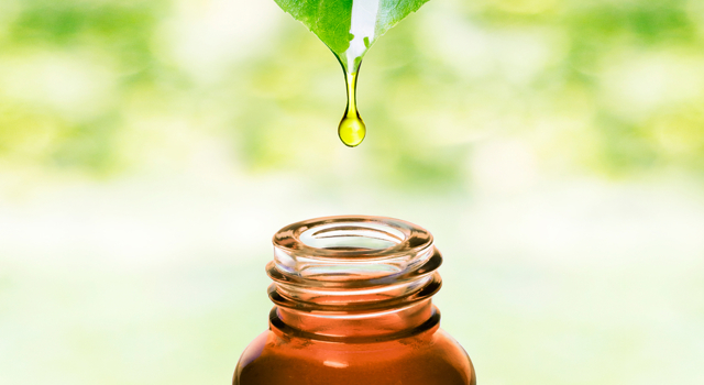 Ravintsara : un antiviral naturel