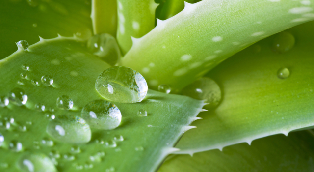 aloe vera