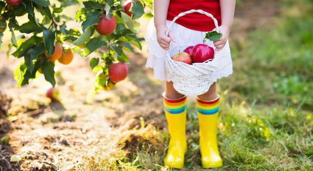 enfant cueillette pommes