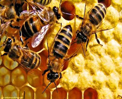 Le miel de Manuka - Un formidable concentré de bienfaits actifs