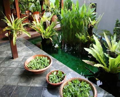 Purifiez votre maison avec les plantes intérieures dépolluantes