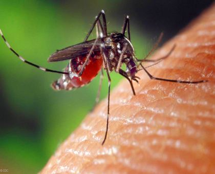 Un été sans piqûre - Les nouveaux rois de l'anti-moustique