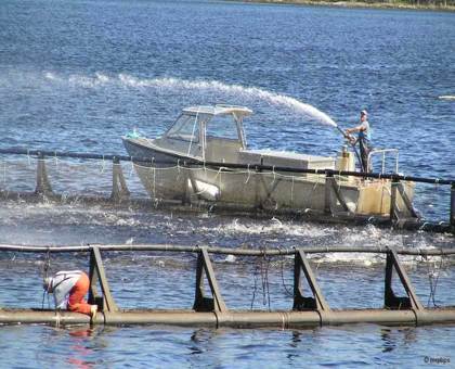 A la pêche aux informations sur les dangers du saumon d'élevage