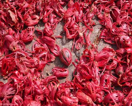 Une épice trop peu connue : le macis