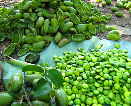 Le Griffonia simplicifolia : un boosteur de sérotonine