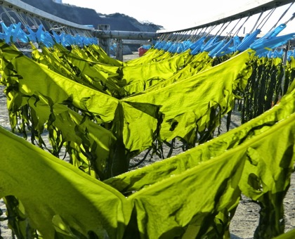 Le wakamé, une algue aux propriétés thérapeutiques étonnantes