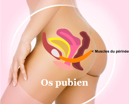 Tonifier votre périnée, c'est bon pour la santé !