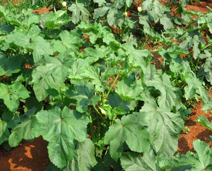 Le chou kanak : un légume feuille riche en bienfaits