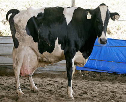 Lait de vache : Attention ! Votre santé est en danger