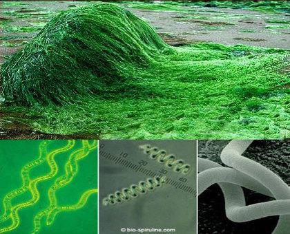 Spiruline - Une micro-algue aux multiples bienfaits