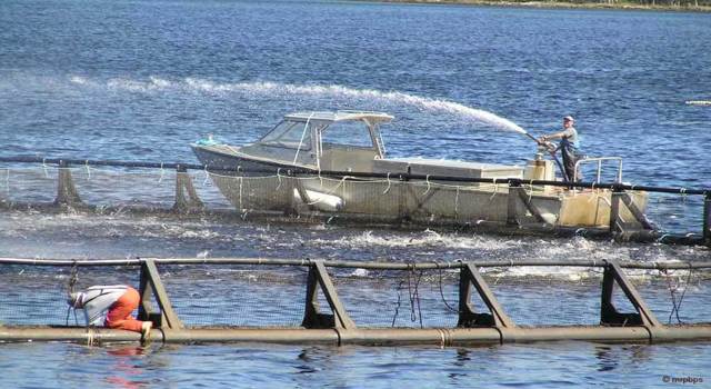 A la pêche aux informations sur les dangers du saumon d'élevage