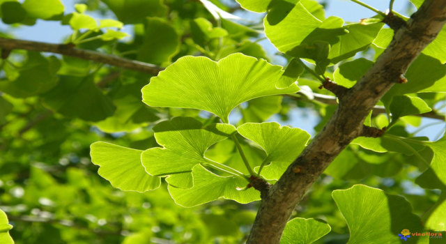 Le ginkgo biloba, arbre de longévité